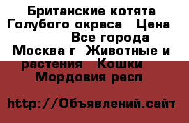 Британские котята Голубого окраса › Цена ­ 8 000 - Все города, Москва г. Животные и растения » Кошки   . Мордовия респ.